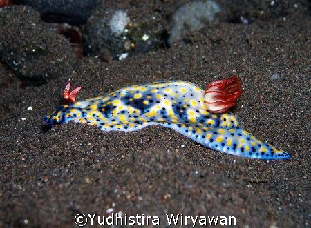 nudibranch , Tulamben, Bali, Olympus C 5060 by Yudhistira Wiryawan 
