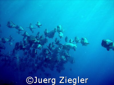 Bumphead School over Reef from Sipadan Island!
My very l... by Juerg Ziegler 