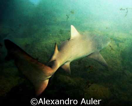  Shark at  Sueste Bay. Archipelago of Fernando de Noronha. by Alexandro Auler 