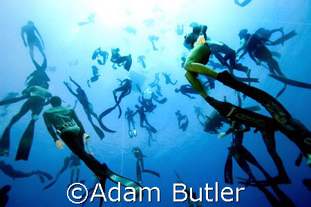 Free divers come down on mass to look at my camera. by Adam Butler 