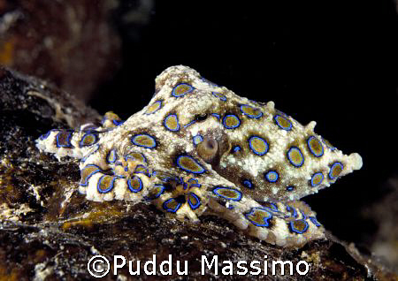 blue ring octopus,bunaken manado,nikon d2x 60 mm macro by Puddu Massimo 