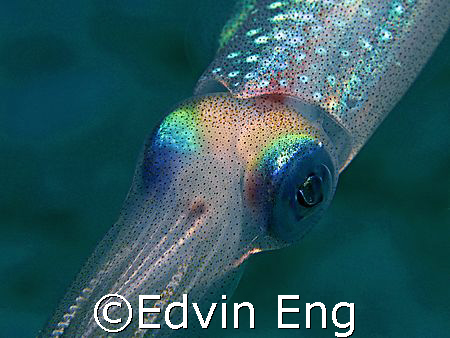 Rainbow Beauty! Taken In Perhentian with Canon G7. by Edvin Eng 