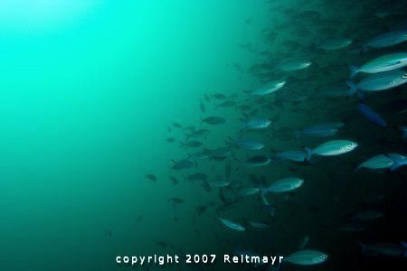 Huge school of fast swimming fusiliers on a stormy mornin... by Tobias Reitmayr 