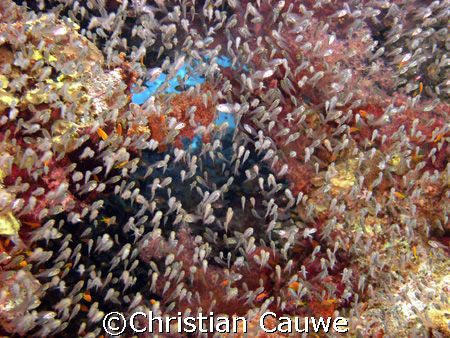 colours&glasfish, dahab by Christian Cauwe 