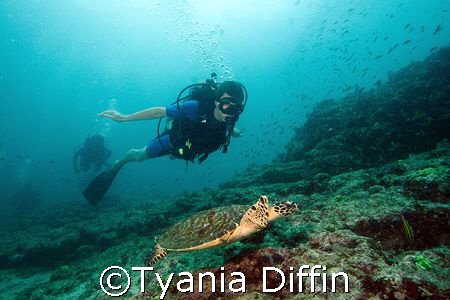 Diver follows a small Hawksbill female. by Tyania Diffin 