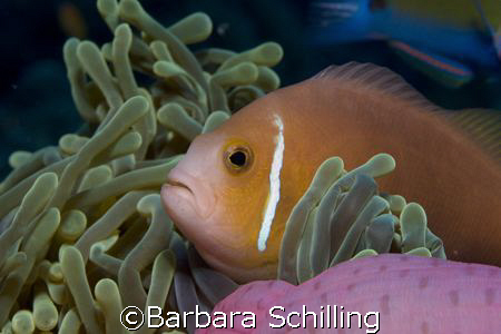 Maldivian Clown fish at home by Barbara Schilling 