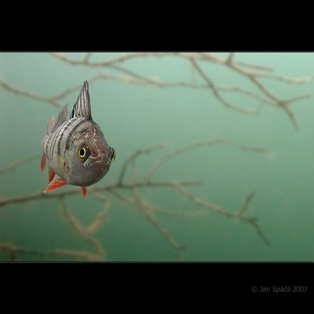 No pasaran! :)
A small bass, very curious .. (fresh water) by Jan Spacil 