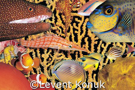 Fish Soup by Levent Konuk 