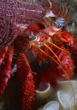 Striated hermit crab (Dardanus arrosor) - Corsica by Jim Garland 