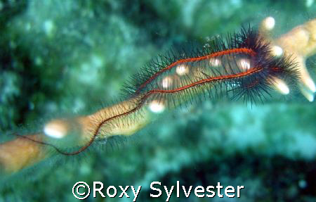 Brittle Star, Bonaire, N.A. by Roxy Sylvester 