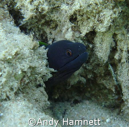 This tiny moray was photographed in Safaga, Egypt. It´s h... by Andy Hamnett 