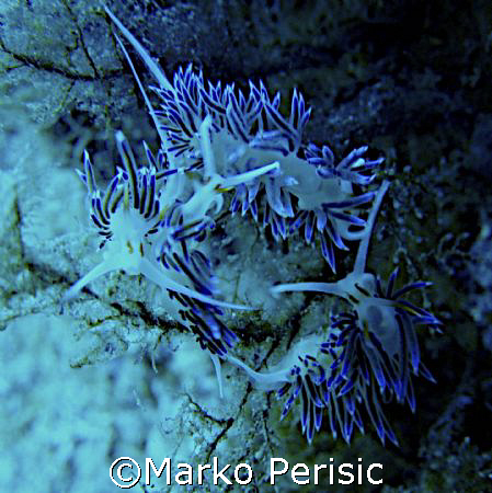 Chasing tails Flabellina (Flabellina affinis)  by Marko Perisic 
