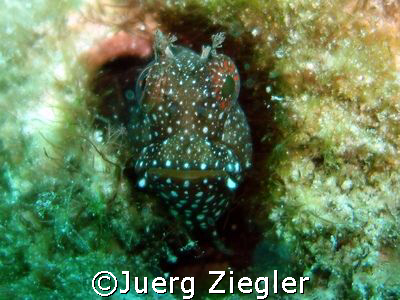 Hallo - Smile With Me ! My name is Blenny ...

Mabul, M... by Juerg Ziegler 