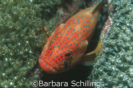 Grouper in position for a clean up by Barbara Schilling 