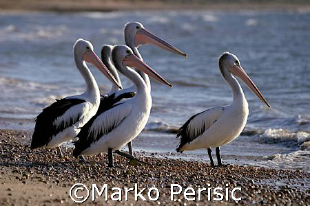 Early morning pelicans ready for the first dive. Exmouth ... by Marko Perisic 