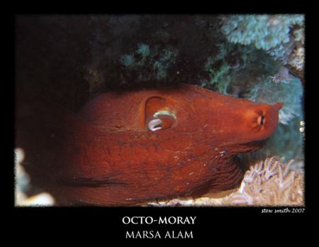 an octopus pretending to be a moray by Stewart Smith 