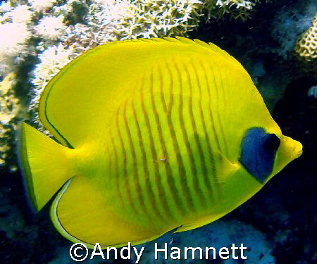 Taken at Panorama Reef, Safaga. Sony DSC W90 with WB Hous... by Andy Hamnett 