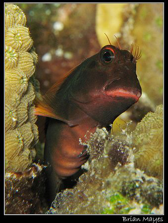 Cute looking Redlip Blenny...........Canon G7 by Brian Mayes 