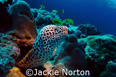 Honeycombe Moray defending his home.  by Jackie Norton 