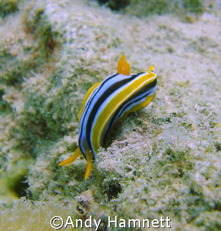 Nudibranch scared of heights?  by Andy Hamnett 
