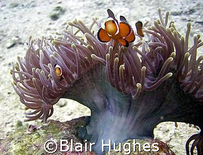 Clown Anemone Fish Waving Hi.  by Blair Hughes 