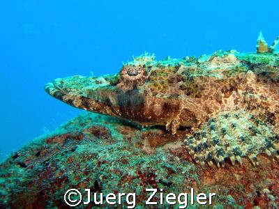 Crocodile Fish on the "look out" ...

Mataking, Sabah, ... by Juerg Ziegler 