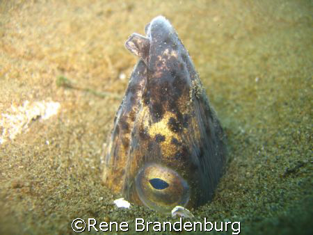 Nice picture made during muck dive... Dumaguette / Negros by Rene Brandenburg 