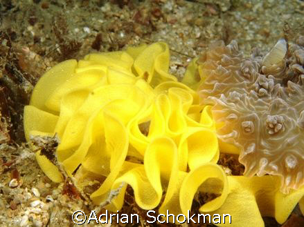 Giant Nudi Laying Eggs - Taken at Perhentian Island with ... by Adrian Schokman 