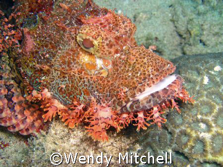 Scorpion fish on bottom, Puerto Galera by Wendy Mitchell 