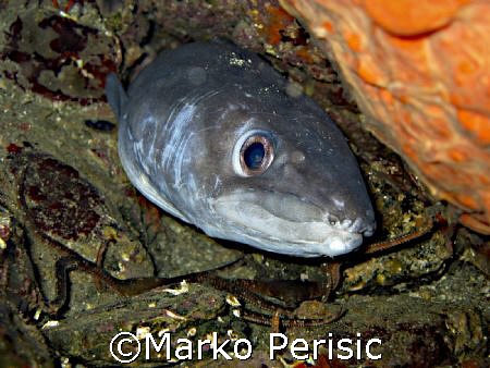 Conger-eel scared from past battles.Calvi Corsica by Marko Perisic 