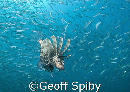 Taken at Ponta do Ouro in Mozambique-Lionfish hovering ar... by Geoff Spiby 