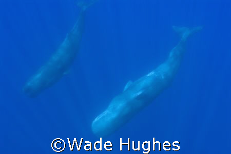 Two sperm whales, one inverted, in open Atlantic off the ... by Wade Hughes 