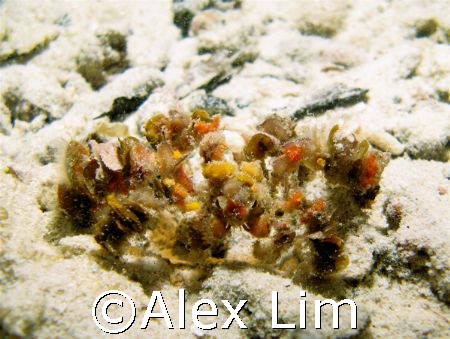 Can you see me? Decorator crab, on a night dive. G7 with ... by Alex Lim 