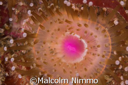 Getting up close and personal to a jewel anenome  in the ... by Malcolm Nimmo 