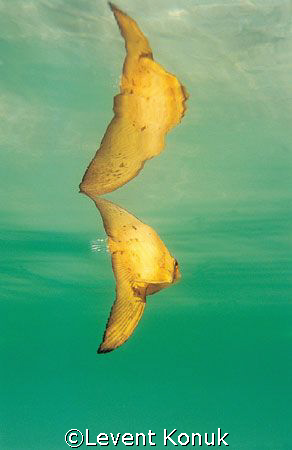 Reflection of Juvenile Batfish by Levent Konuk 