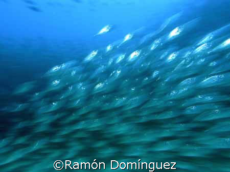School of big eye scad running away. A sea lion is hunting by Ramón Domínguez 