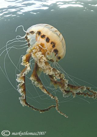 Compass jellyfish.
Little Killary, Connemara.
10.5mm. by Mark Thomas 