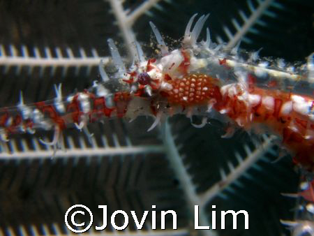 Harlequin ghost pipefish taken with Olympus C7070 with du... by Jovin Lim 