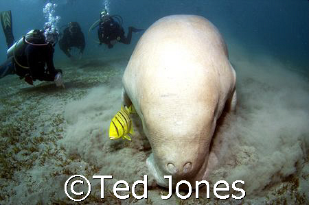 Dugong by Ted Jones 
