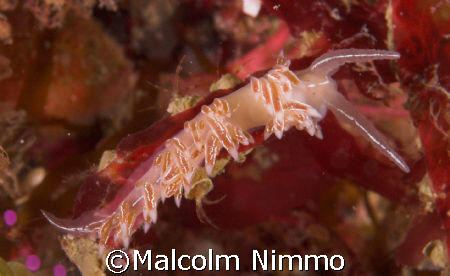 A Scilly Nudibranch.... not sure of species   by Malcolm Nimmo 