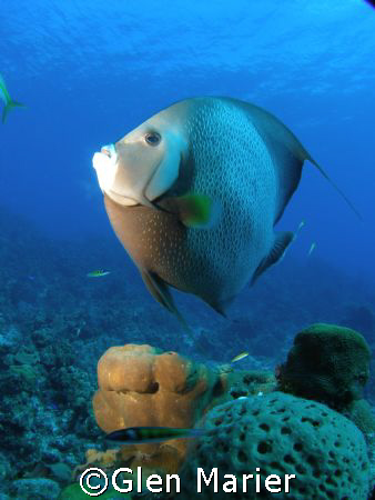 Angel Fish - Grand Cayman - Sunset Divers shore dive - wi... by Glen Marier 