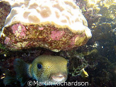 Peek-a-Boo, Porcupine fish hiding away under the reef by Martin Richardson 
