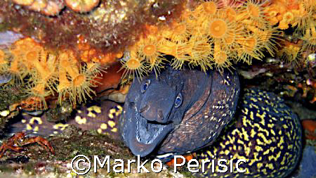 Moray-eel (muraena helena) surrounded by yellow encrustin... by Marko Perisic 