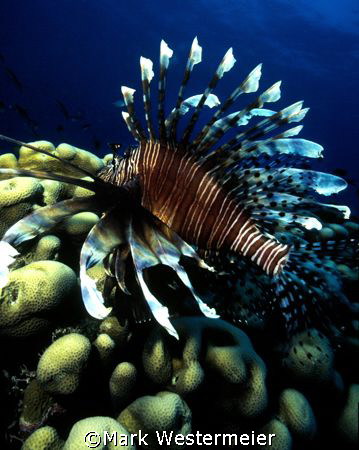Lionfish - Taken in the Northern Fiji islands with a Niko... by Mark Westermeier 