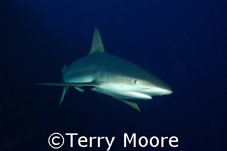 A Caribbean Whaler swims in close to have a look at me by Terry Moore 