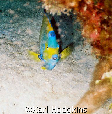 Angel fish offthe Spanish reef Grand Cayman by Karl Hodgkins 