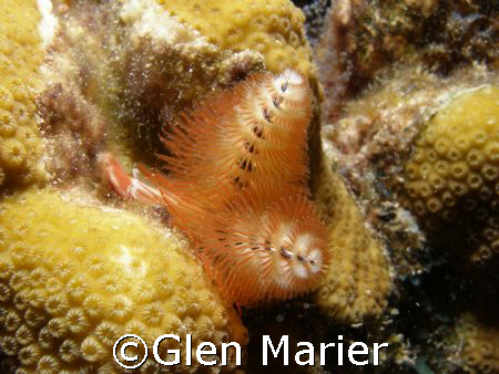 Christmas Tree worm - Grand Cayman - SP 350 Macro - Shore... by Glen Marier 