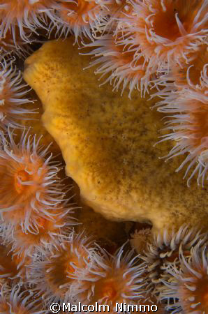 A bunch of sargatia anenomes surrounding a nice sponge - ... by Malcolm Nimmo 