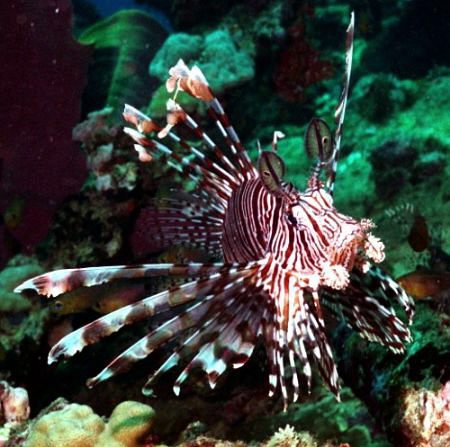 Lion fish living on the wreck of the Ann. by Marylin Batt 