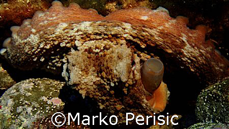 Octopus (octopus vulgaris).Showing a display of colours.C... by Marko Perisic 